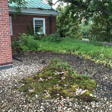 Vegetation growing on the roof.jpg